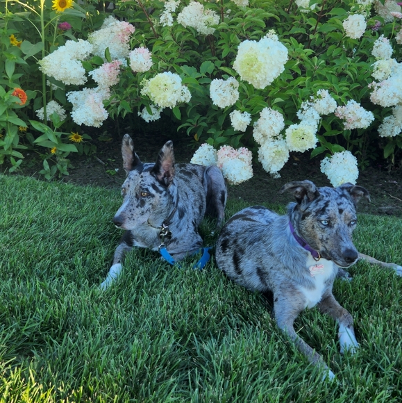 🦋11/6 -Frogprincess01 IS LIVE! W/heather1976p - LOW STARTS & 50%Off Closet - Picture 7 of 16